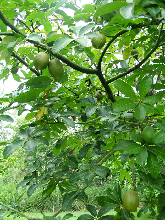 Pachira edulis : Guyana Chestnut « Orams Nurseries ...