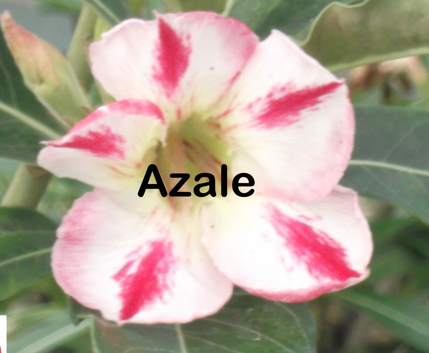 Adenium Azale- Single