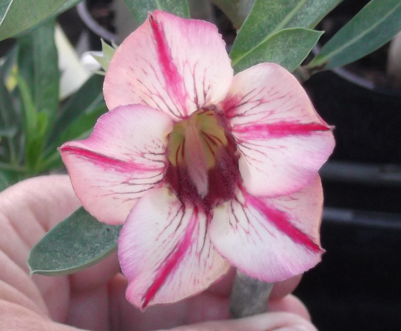 All About Desert Roses, Pinder's Nursery