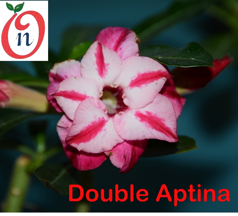 Adenium Aptina – Double
