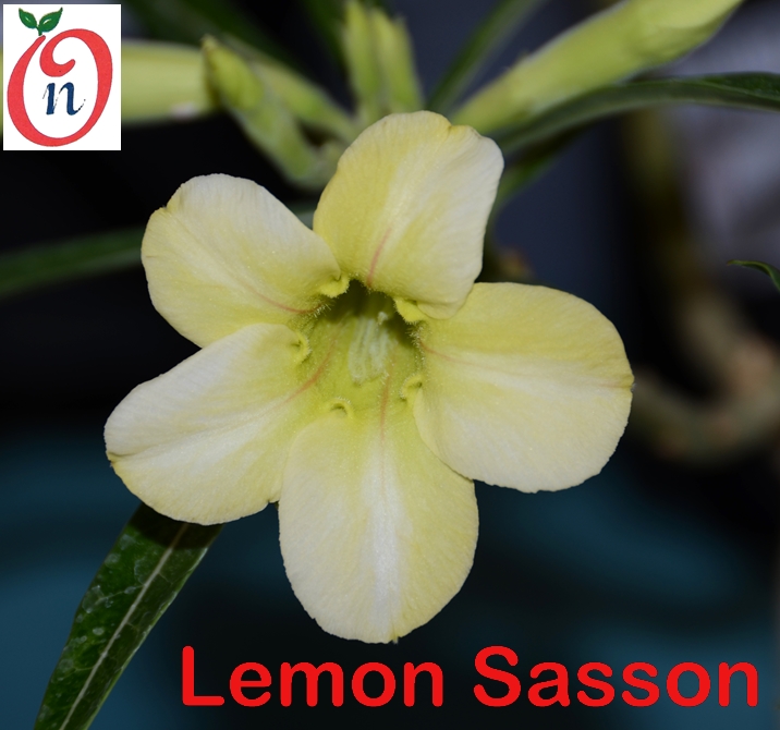 Adenium  Lemon Sasson – Single