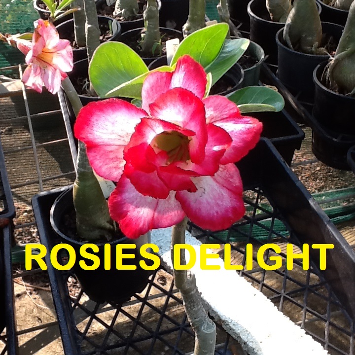 Adenium Rosies Delight – Double
