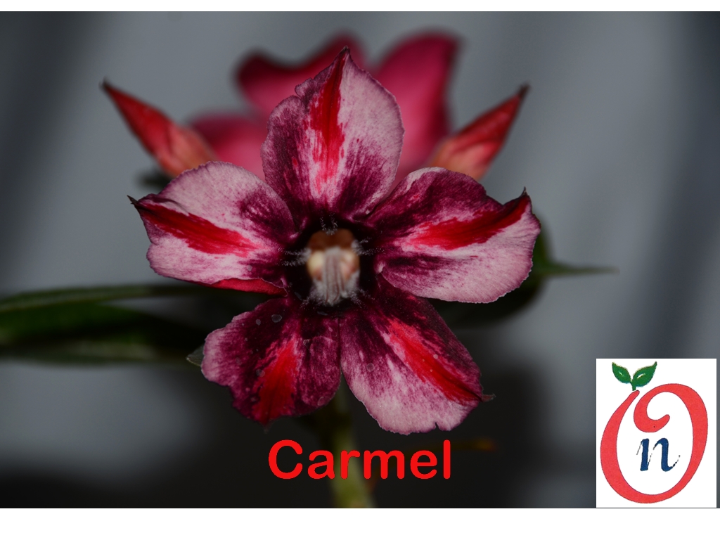 Adenium Carmel – Single
