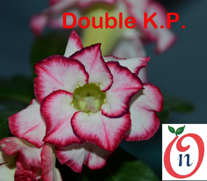 Adenium Double KP  Double