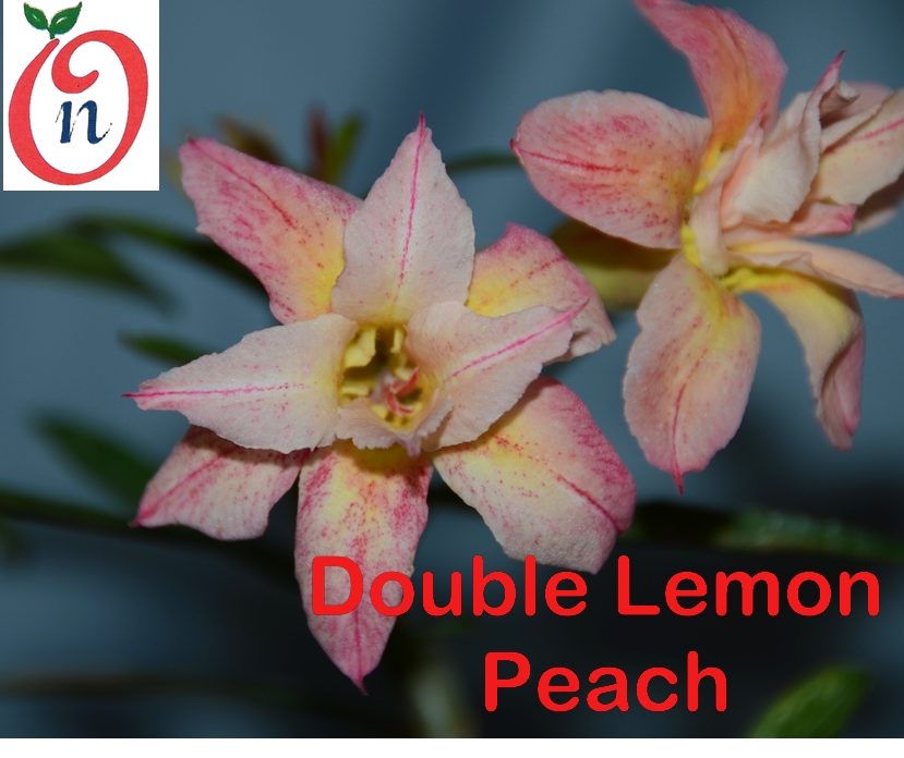 Adenium Double Lemon Peach-  Double (Copy)