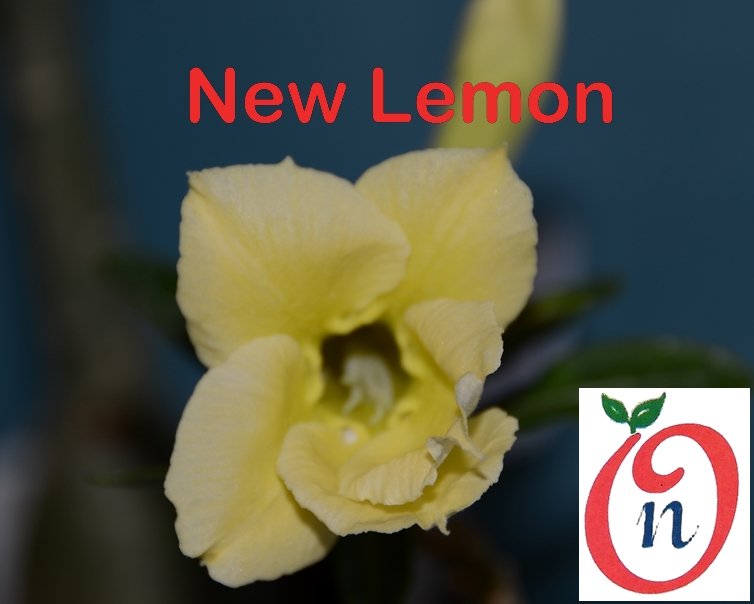 Adenium New Lemon- Single